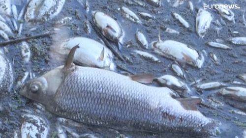 Polonia: Algele aurii au provocat moartea masivă a peștilor de pe fluviul Oder, potrivit analizelor de specialitate