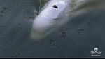 „Timmy”, balena eşuată în Germania şi găsită moartă în Danemarca, era o femelă; cauza morţii, încă necunoscută