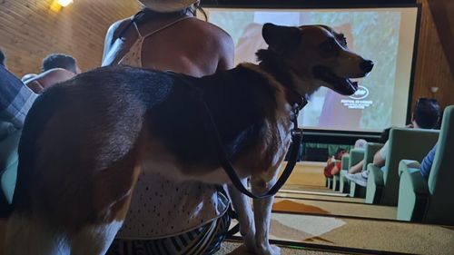 FOTO Festivalul Anonimul, locul unde oamenii se împrietenesc cu animalele și cu ei înșiși