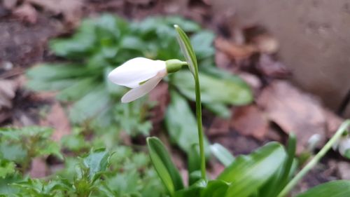 Fotografia zilei: Au înflorit ghioceii în București