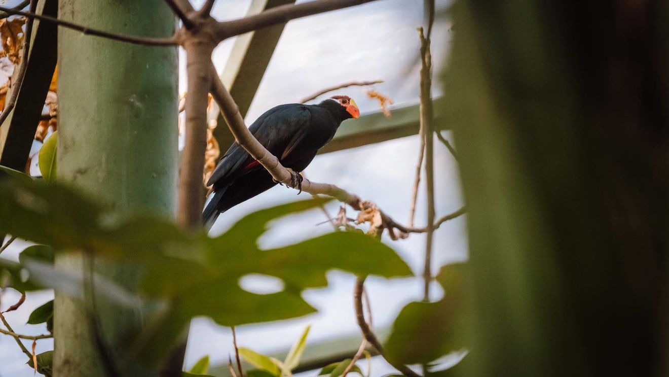 Grădina Zoologică Târgu Mureş, locul doi în Europa la numărul de papagali ara militaris