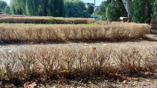 FOTOGALERIE Grădinile labirint de la Palatele Brâncovenești din Mogoșoaia, distruse complet după ce ar fi fost atacate de un dăunător / Conducerea centrului cultural spune că se fac tratamente și problema va fi rezolvată