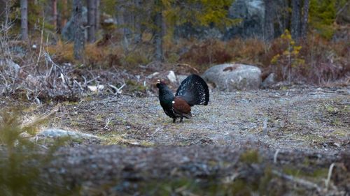 VIDEO Pauza de respirație: Rotitul cocoșului de munte, unul dintre cele mai spectaculoase ritualuri nupțiale, surprins în pădurile Parcului Natural Apuseni