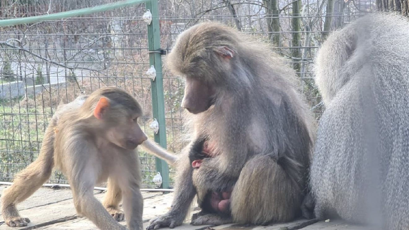 Mambo, Bubu sau Coco? Ce nume i s-ar potrivi puiului de babuin născut la Grădina Zoologică din Hunedoara