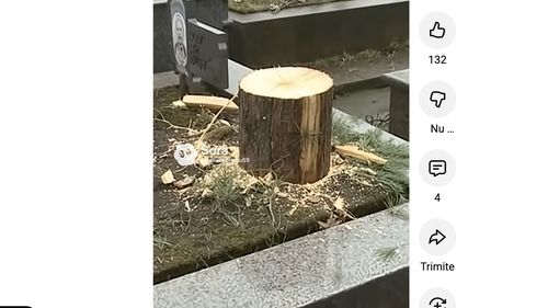 O primărie din județul Vâlcea a tăiat bradul de pe un mormânt, instalându-l împodobit la Târgul de Crăciun / O familie a reclamat furtul bradului, după ce l-a descoperit tronând în centrul orașului