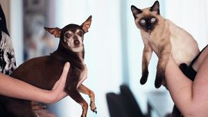 Pets&Cats, un nou produs editorial marca G4Media.ro: Un site dedicat tuturor iubitorilor de animale