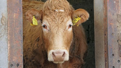 Indagra & Indagra Food, de miercuri la Romexpo / Vor fi prezente este 550 de companii