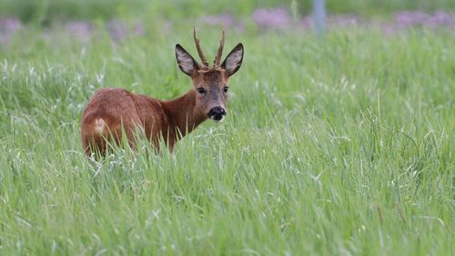 Un bărbat a fost reţinut de polițiștii din Bistrița, după ce a împuşcat ilegal un căprior. El a fost prins în pădure, în timp ce tranşa animalul