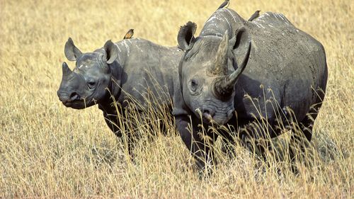 Zece rinoceri negri, specie în pericol de dispariţie, au fost mutaţi din Africa de Sud în Mozambic