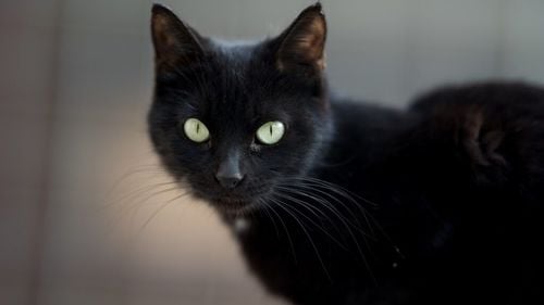Un oraș cu 10.000 de pisici interzice adopția felinelor negre înainte de Halloween. Măsură drastică pentru protejarea animalelor de ritualuri și superstiții periculoase