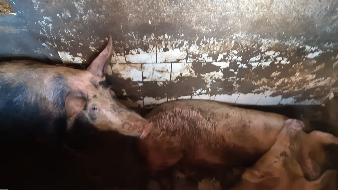 VIDEO Un bucureștean crește 34 de porci în cartierul Obor. Vecinii sunt terorizați de șobolani, miros și mizerie, autoritățile nu fac nimic. Inspectorii veterinari: ”Există condiţii corespunzătoare de igienă”