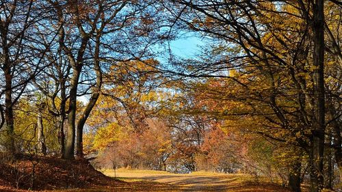 The Guardian, despre pădurea clujeană „Hoia”: Deși multe dintre povești sunt neverificabile, există multe lucruri în fața ochilor mei care sunt incontestabil ciudate