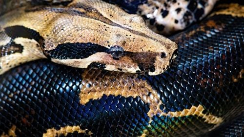 Un șarpe boa din Marea Britanie a dat naștere la 14 pui după un deceniu de trai solitar/ Reproducerea asexuală, un fenomen deosebit de rar pentru șerpi