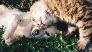 INTERVIU | Piometrul la câini și pisici: Ce este, care sunt cauzele și care este tratamentul. Explicațiile medicului veterinar Georgiana Diaconu