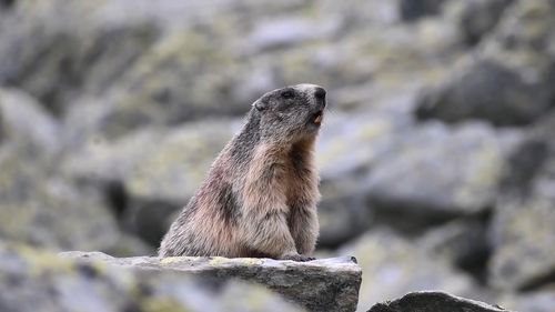 VIDEO Pauza de respirație: O marmotă santinelă din Retezat fluieră pentru a le alerta pe celelalte că a depistat un intrus