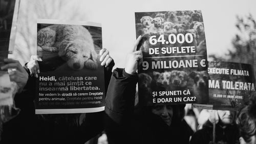 Cazul Suraia a ajuns în Parlamentul European: Acuzații grave despre abuzuri și mii de câini eutanasiați la adăpostul Vetmedan (VIDEO)