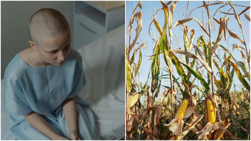 Cancerul în Iowa: Ce rol are agricultura în rata crescută a cancerului din statul american numărul 1 la producția de porumb? / Oncolog: Suntem o baie de chimicale pentru agricultură: erbicide, pesticide, fertilizatoare, nitrați