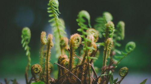 Australia anunţă un plan de 61 de milioane de euro pentru combaterea algelor toxice