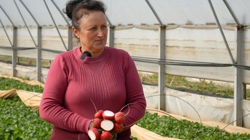 Legumicultoare din Dâmbovița: ”Dăm ridichile la ucraineni, care ne dau pe ele un preț dublu” / Probleme cu forța de muncă: ”La noi plătim 150 de lei la zi, în străinătate primeam 10 euro pe oră”