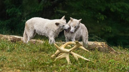 Romulus și Remus, lupii preistorici readuși la viață în laborator, au împlinit un an. De ziua lor au primit tort și urări / Animalele se dezvoltă rapid și instinctele lor uimesc oamenii de știință