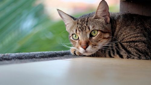 Misterul din spatele literei „M” de pe fruntea pisicilor. Ce reprezintă acest detaliu, de fapt / Știința are un răspuns interesant