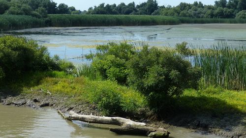 Permisele de acces în Delta Dunării vor putea fi cumpărate online după 15 iunie