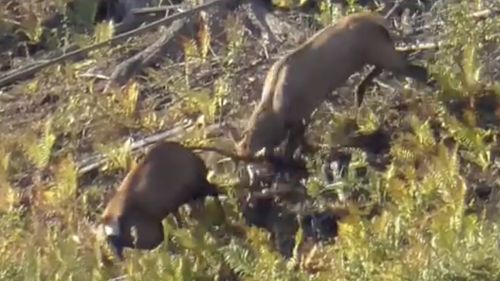 VIDEO Înfruntare spectaculoase între doi cerbi, în perioada boncănitului, filmată în pădurile Sucevei / ”Când doi masculi par egali ca mărime și determinare, departajarea se face prin luptă directă”