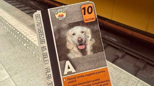 Metrorex lansează cartele tematice pentru a încuraja adopția animalelor: 40.000 de cartele vândute cu litera A, de la Adopție