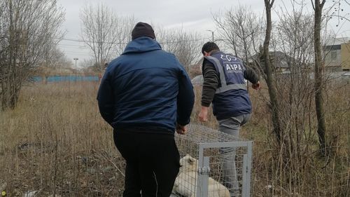 Poliţiştii au găsit un adăpost de câini improvizat în Hunedoara / 70 de animale au fost salvate, iar 20 au fugit într-o pădure