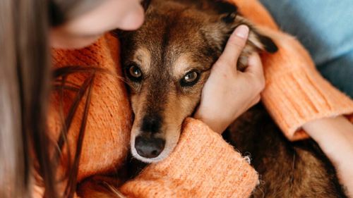 Ce înseamnă să fii stăpân de animale în România. Obligații legale dacă adopți din adăpost sau de pe stradă / Amenzi de până la 12.000 de lei