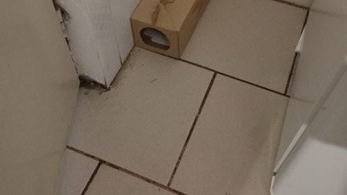 Cantina unui colegiu din Timişoara, închisă temporar de Protecţia Consumatorului / S-au găsit aici şoareci morţi, gândaci de bucătărie, praf şi mucegai