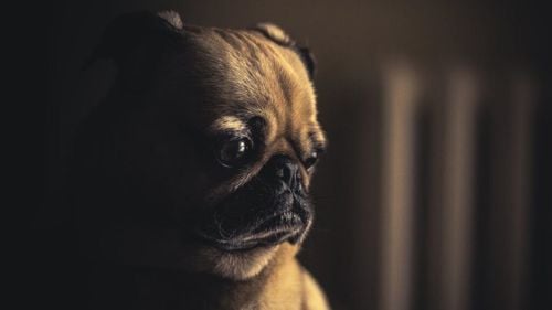 Nu ești o persoană rea dacă nu iubești animalele. Cum explică știința și psihologia acest comportament / Unde e problema, de fapt