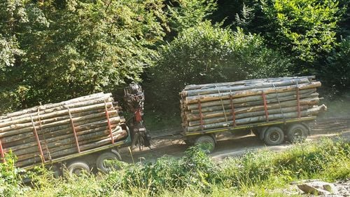 World Wide Fund: O treime dintre transporturile de lemn monitorizate sunt ilegale și aproximativ 26% dintre transporturile înscrise în SUMAL 2.0 sunt neconforme