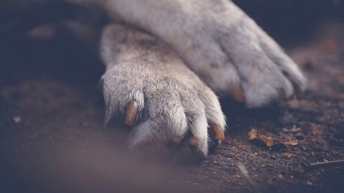 Doi copii din Prahova, de 13 şi 15 ani, suspectaţi că au ucis cu cruzime patru pui de câine / Copilul de 13 ani nu răspunde penal