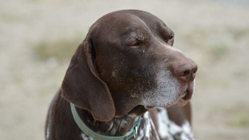 Criza vârstei de mijloc la câini și pisici: 5 semne care îți arată că animalul tău se confruntă cu asta