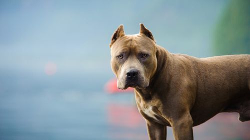 Sfârșit pentru o practică barbară: Marea Britanie oprește comerțul cu animale cu urechi tăiate și gheare scoase