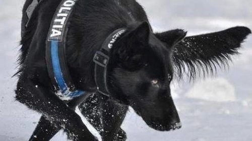 Cățeaua Teba și antrenorul său, felicitați de Ministerul de Interne pentru descoperirea autorului dublului asasinat din Satu Mare