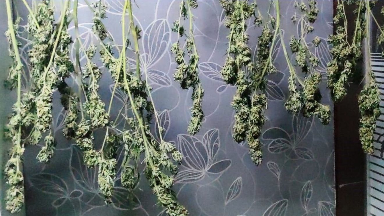 VIDEO 100 de kilograme de cannabis, descoperite de polițiștii constănțeni / Un tânăr de 34 de ani a fost reținut