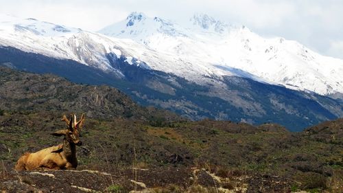 Retragerea gheţarilor andini este un fenomen fără precedent în istoria civilizaţiei umane (studiu)