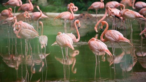 Patru noi specii de animale au ajuns la Zoo Târgu Mureș, între care un grup de 30 de păsări flamingo