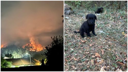 Sunt căutate soluții pentru șase căței abandonați în apropiere de incendiile din Reșița