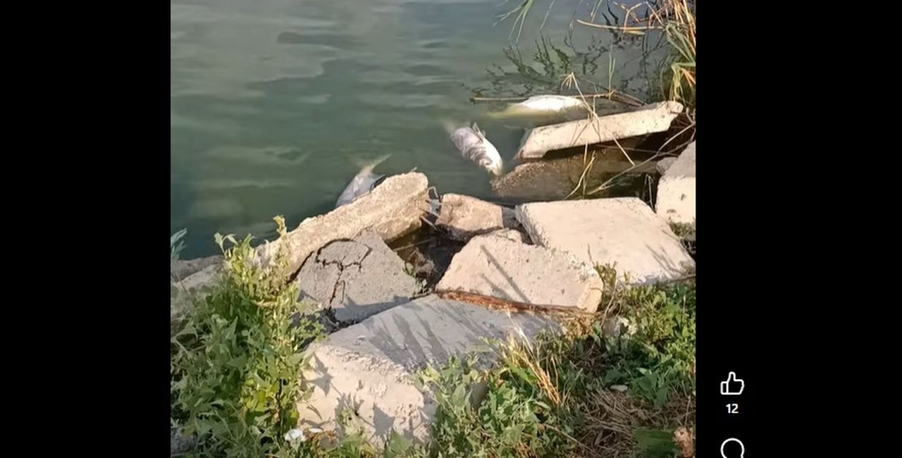 VIDEO | Pești morți în Lacul Corbu: Administratorul acuză compania de apă de poluare din cauza deversărilor / Apele Române a trimis un echipaj în control: ”Intuim o scădere a oxigenului din cauza caniculei”
