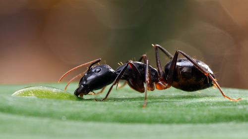 De ce cumpără oamenii furnici online? Cum au ajuns furnicile animale de companie de lux, cu regine care costă până la 220 de dolari, în timp ce traficul ilegal se extinde la nivel global
