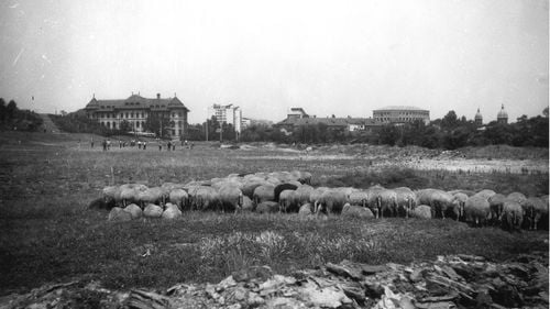 FOTO Imagini tipice pentru mahalaua bucureșteană din urmă cu jumătate de secol din zona unde acum este Parcul Tineretului: oi și vaci la păscut lângă Colegiul Național „Gheorghe Șincai”