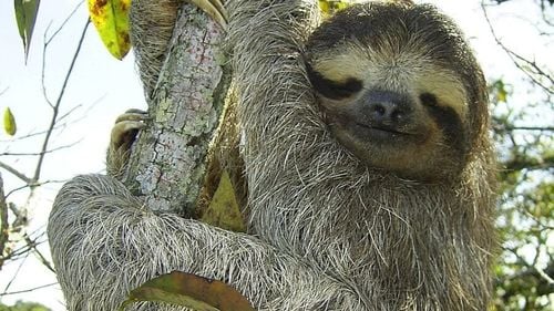 Brazilia înregistrează primele două decese din lume provocate de febra Oropouche