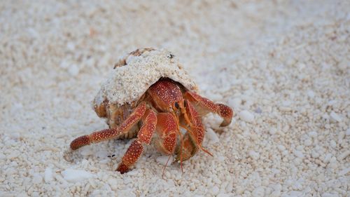 Trei cetățeni chinezi arestați în Japonia după ce mii de crabi pustnici protejați au fost găsiți ascunși în valize