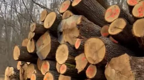 Dezastru în pădurile din Ilfov: sute de arbori tăiați, descoperiți în minivacanța de 1 Decembrie