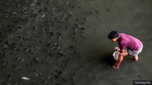 Cea mai invazivă specie de pește care a ajuns vreodată în Thailanda a pus autoritățile pe jar / Resurse majore aruncate în lupta cu ”tilapia neagră”