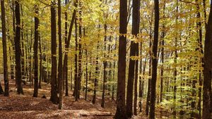 Proiect USR: Acces liber în pădure, inclusiv în afara zonelor amenajate şi traseelor marcate / Deputat USR: Vreţi să vă plimbaţi prin pădurile din România? În multe cazuri, veţi găsi drumuri blocate, bariere cu lacăt, semne de interzis