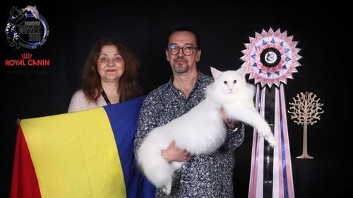 Un motan Norvegian de Pădure din România îi înfruntă pe nordici la ei acasă și câștigă Cupa Scandinaviei 2025 (VIDEO)